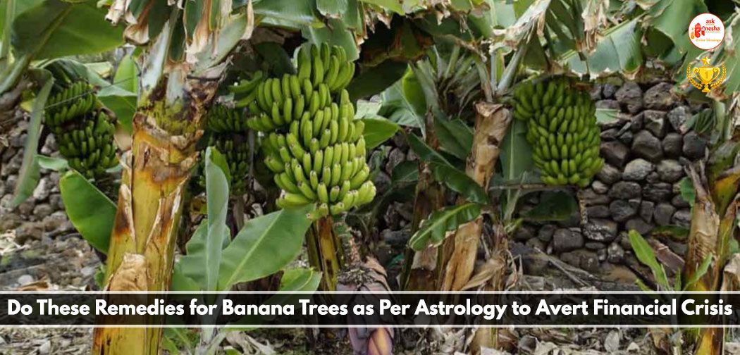 Do These Remedies for Banana Trees as Per Astrology to Avert Financial Crisis