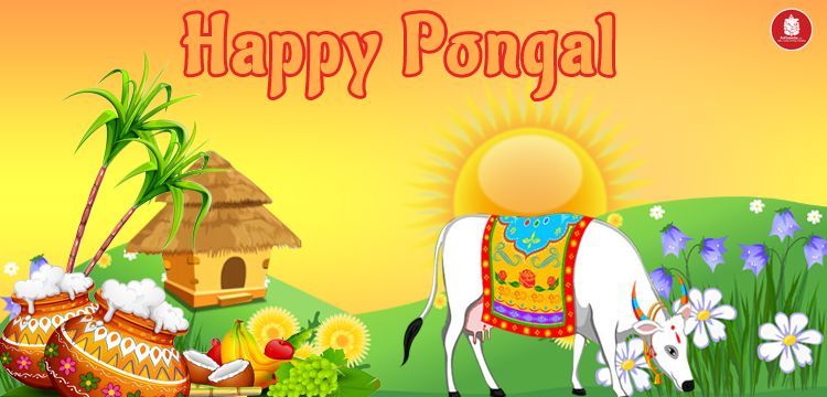 Pongal festival: A festival of thanksgiving