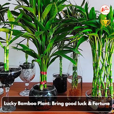 Lucky Bamboo plant: Bring good luck and fortune