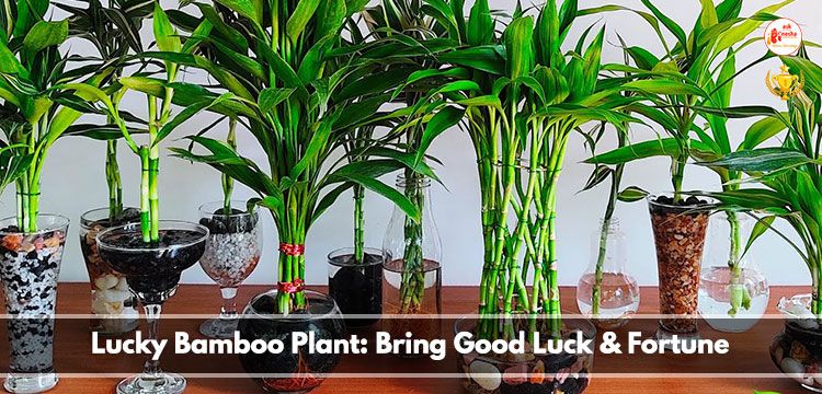 Lucky Bamboo plant: Bring good luck and fortune