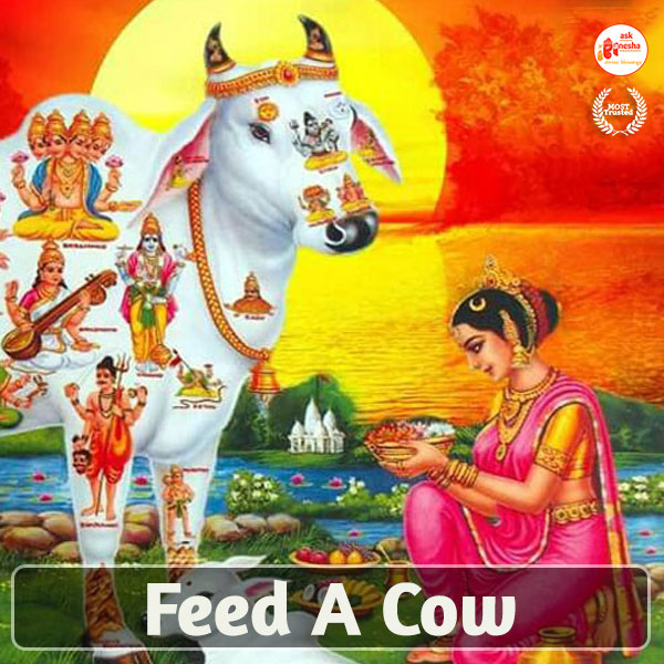 Feed Cow