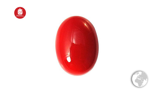 Red Coral1