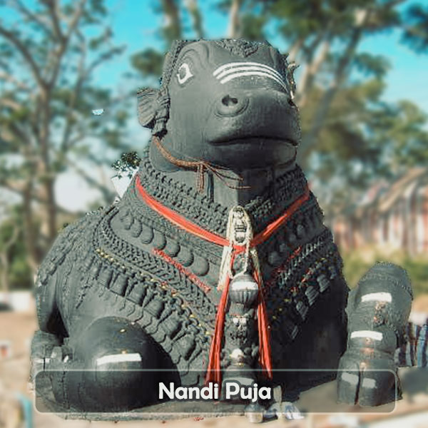 Nandi Puja and homam | Online puja remedy for good career, Win over enemies